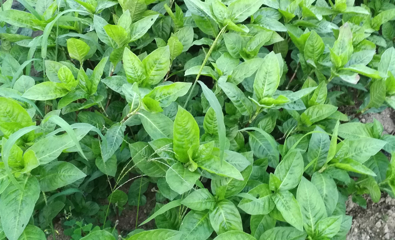 香川県高松市の薬効のある植物で染める草木染教室、草木染手織袖なら育工房草木染とは